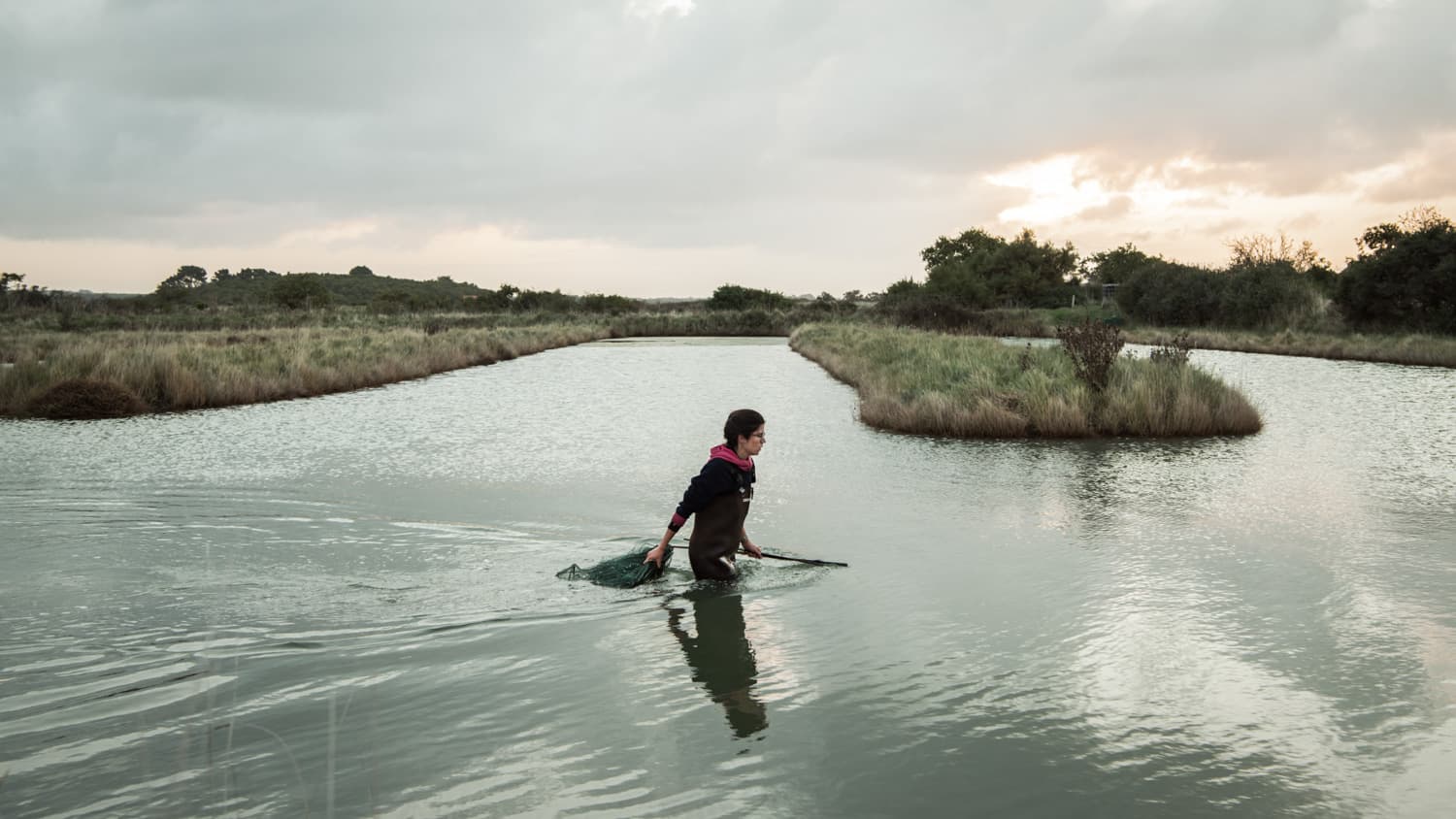 Laura avance dans un bassin du marais avec son épuisette, au crépuscule