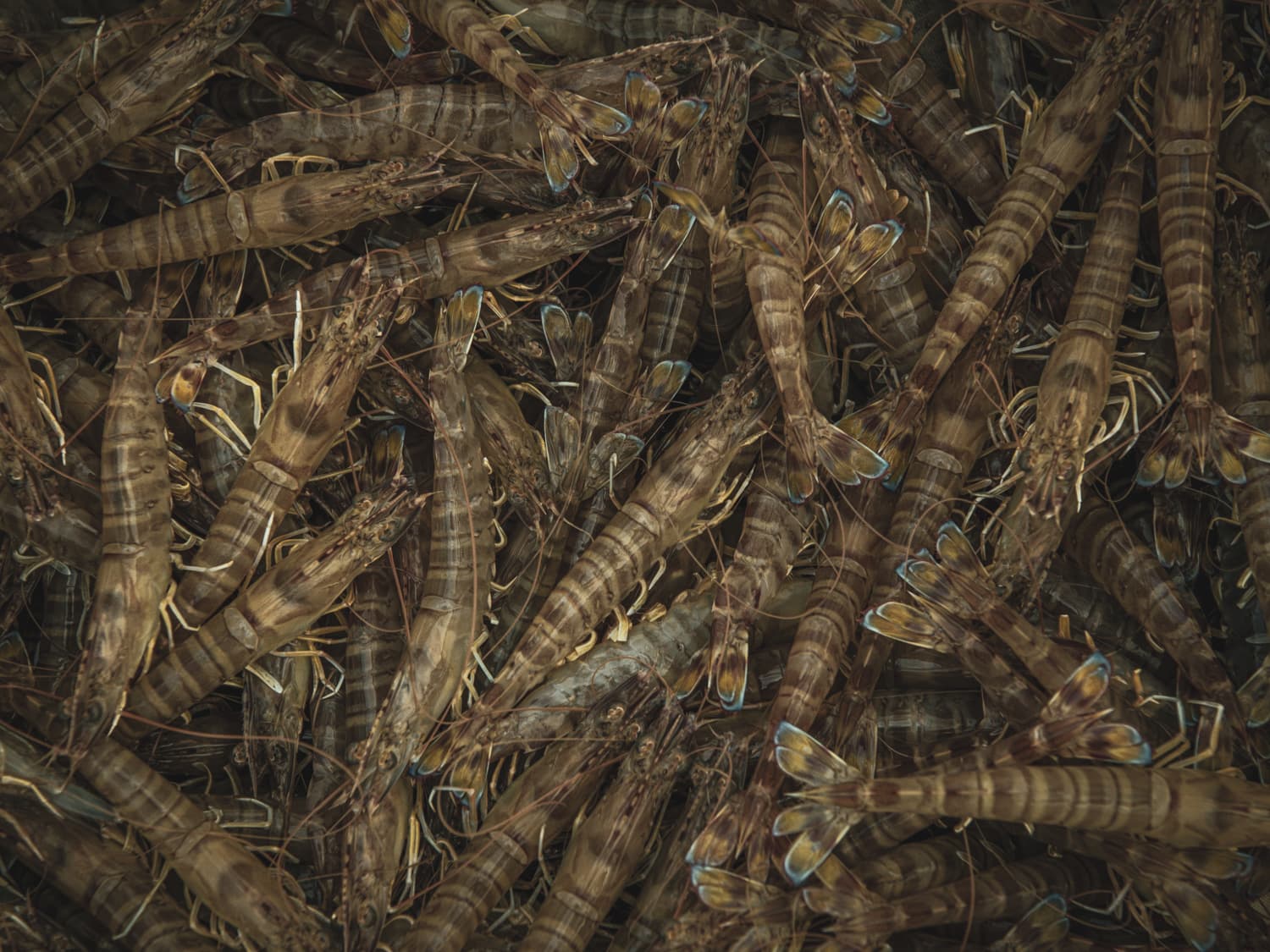 Un amas de crevettes fraîchement pêchées